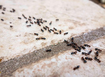 Effective Ant Control Services in New Market, MD